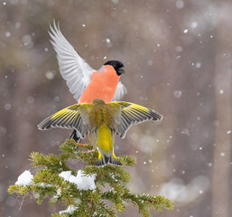 Eurasian Bullfinch (male)