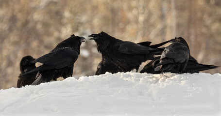 Northern Raven