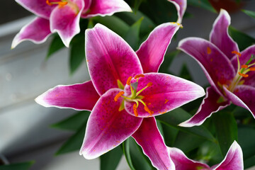 Fototapeta na wymiar Close up shot of a pink lily 