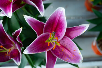Fototapeta na wymiar Close up shot of a pink lily 