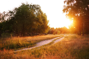 the road leading into the forest is illuminated by the setting sun. rural scenery