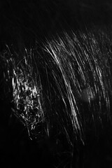 giant spider web close-up front view