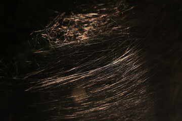 a large web is illuminated by the setting sun close-up
