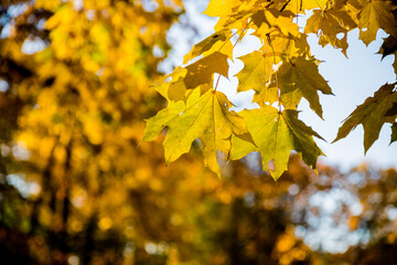 Bright colorful maple leaves on lake background. Beautiful view of autumn leaves in the park on a sunny morning.Golden autumn in the park,branches leaning over the river
