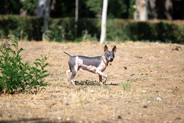 hairless american terrier runs across a clearing.