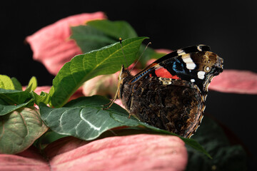 Red Admiral Isolated on white background.