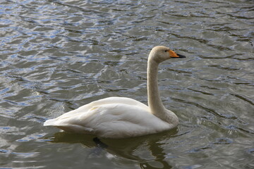 水上の「ハクチョウ」