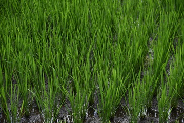 Rice cultivation. Rice growing. In Japan, rice is planted from May to June and harvested from September to October.