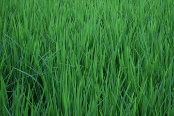 Rice cultivation. Rice growing. In Japan, rice is planted from May to June and harvested from September to October.
