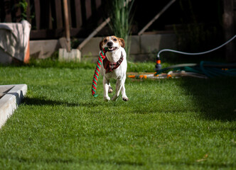 jack russell terrier running