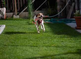 dog running on the grass