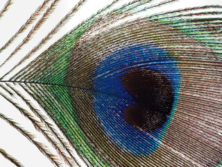 Obraz premium Peacock's feather close up in macro photography. 