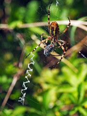 Wasp spider and it's prey. Macro photography of spider Argiope bruennichi eating fly.