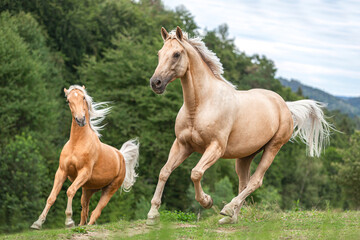 Portrait of two palomino kinsky gelding horses galloping on a pasture in summer outdoors - obrazy, fototapety, plakaty