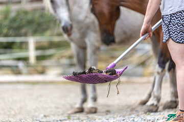 Cleaning the paddock: Focus on horse droppings on a dung fork. Equestrian scene - obrazy, fototapety, plakaty