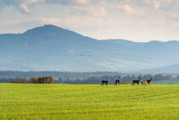 a herd of deer grazing in the meadow