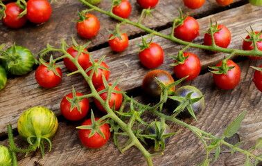 cherry tomatoes fresh on twigs close-up selective focus, organic vegetables,