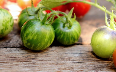 cherry tomatoes fresh on twigs close-up selective focus, organic vegetables,