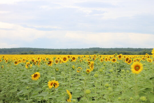 Large field of blooming sunflowers