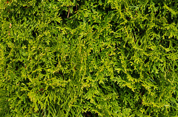 Background from the leaves of evergreen thuja.