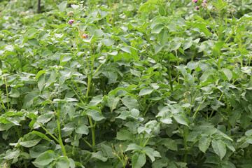 Potato field. Potato leaves close up. selective focus