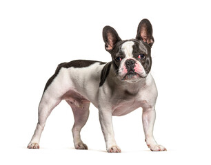 Fototapeta premium French Bulldog standing and looking at the camera