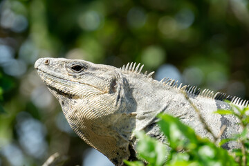 A gray iguana with a swollen crop against a background of blurry green foliage. The reptile basks in the sun.