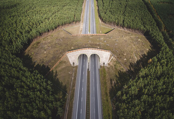 animal crossing over the highway