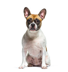 Mixed breed dog with a french bulldog and unknow breed, isolated
