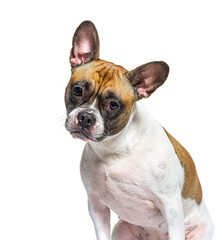 Portrait of a Mixed breed dog with a french bulldog and unknow b