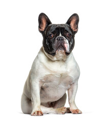 Black and white French Bulldog sitting in front, isolated on whi