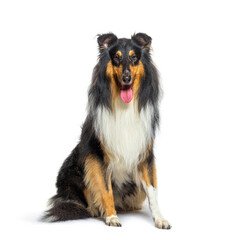 Panting Rough Collie dog sit in front and looking at the camera,