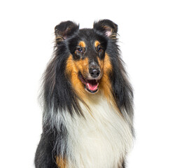 head shoit of a Rough Collie dog panting, isolated on white