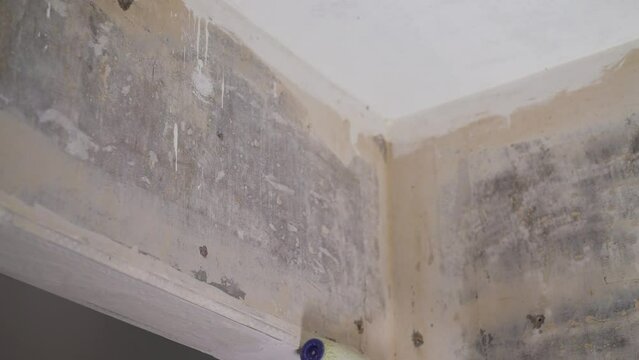 Applying glue with a roller on the wall under the ceiling. The process of applying a primer to a wall using a roller.