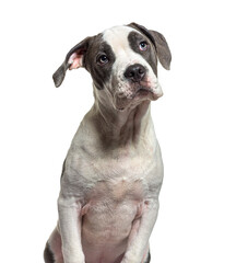 Head shot, portrait of a crossbreed dog looking up, isolated on