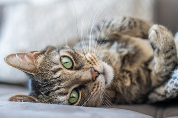 gestreifte Katze liegt auf der Couch und guckt in die Kamera