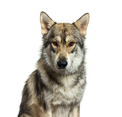 Potrtrait of a American wolfdog eight months old looking at tha