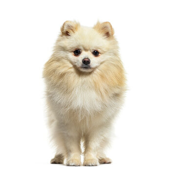 Beige spitz dog looking at the camera, isolated on white