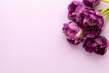 Lilac tulip flowers on pastel background.