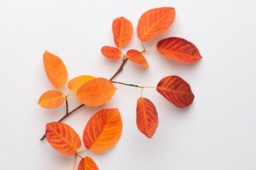 Autumn maple leaves isolated on white background.