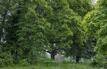 Tree at Croft castle, Herefordshire, England, UK, United Kingdom, Great Brittain, Yarpole, 