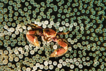 Porcelain crab, Neopetrolistes maculatus, Lembeh Strait, Indonesia   