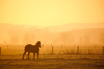 Fototapeta na wymiar Silhouette of a large horse standing in a pasture in the misty morning sunrise with faint hills in the background | Amish country, Ohio on a golden morning