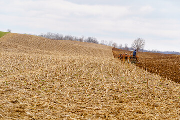 Amish farmer with his team of horses plowing an old hilly cornfield in Holmes County, Ohio