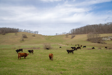 Cattle feeding in a large open pasture with hills in the background
