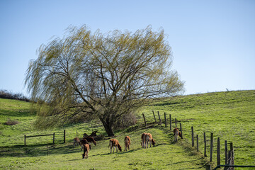 Cattle grazing under a willow tree on a hill in a pasture © Seth