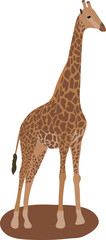 Isolated standing giraffe. Vector illustration in flat style