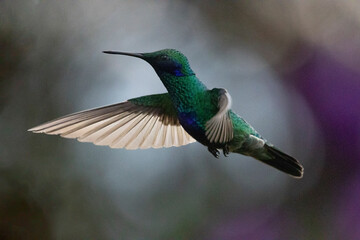 Colibrí en su máxima expresión. colores intensos © Santiago