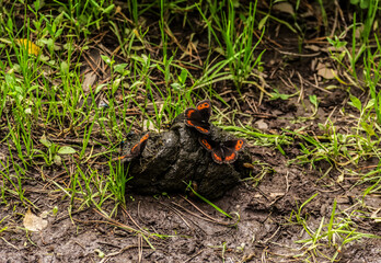 Butterflies extract minerals in horse dung. Butterflies on horse manure