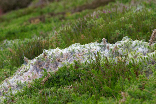 Toiles d'acariens (Tetranychus lintearius) sur ajoncs dans une lande de bord de mer en Bretagne